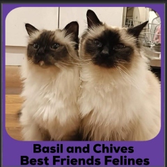 Basil-Chives-2025
