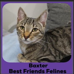 Baxter