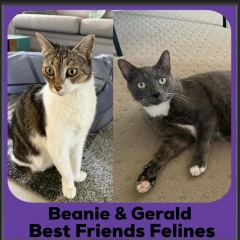 Beanie-Gerald-2026