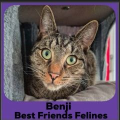 Benji-2026b