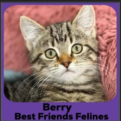 Berry-2026