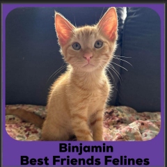 Binjamin