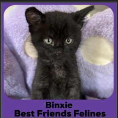 Binxie-2026