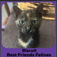 Biscuit