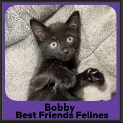 Bobby-2026