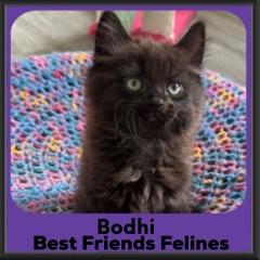Bodhi-2026