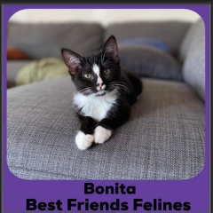 Bonita-2024