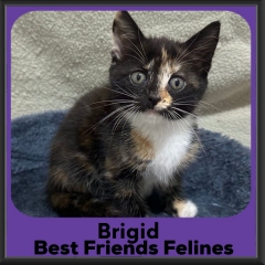 Brigid-2026