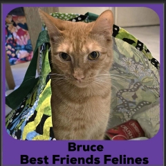 Bruce