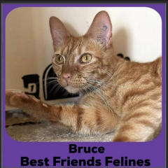 Bruce2025