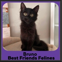 Bruno-2026
