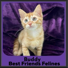 Buddy-2026