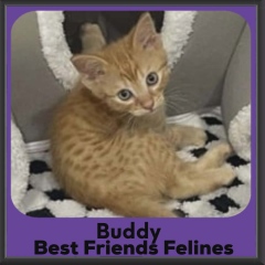 Buddy-26