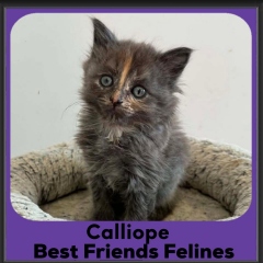 Calliope-2026