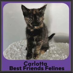Carlotta-DSH-2026