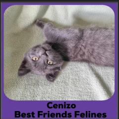 Cenizo