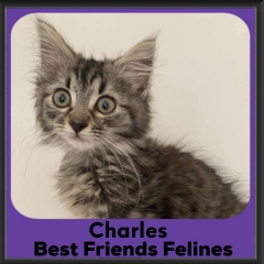 Charles-2026