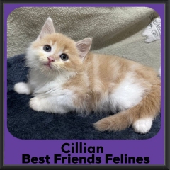 Cillian-2026