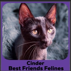 Cinder-2026