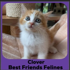 Clover