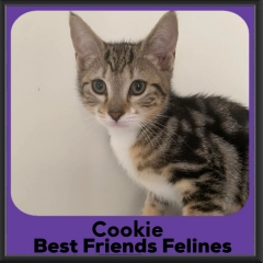 Cookie-2026