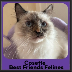 Cosette-2026