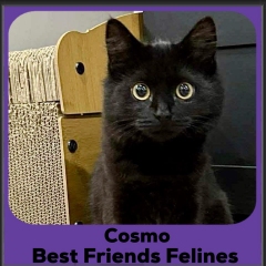 Cosmo-2025