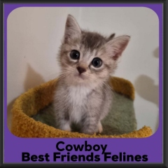 Cowboy-2026