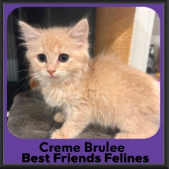 Creme-Brulee-2026