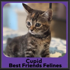 Cupid-2026
