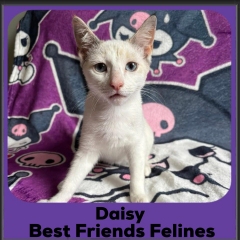 Daisy-2026