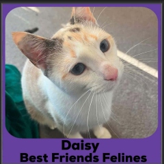 Daisy-2026b