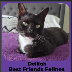 Delilah