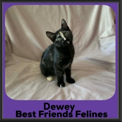 Dewey-2026