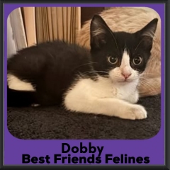 Dobby-2026