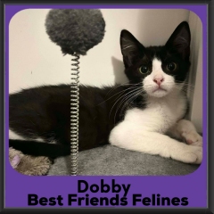 Dobby-2026b