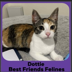 Dottie-2026