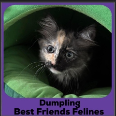 Dumpling-2025