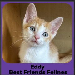 Eddy-2026