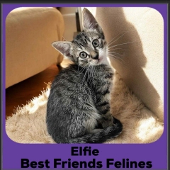 Elfie-2026