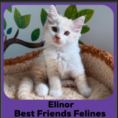Elinor-2025