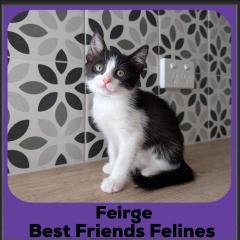 Feirge