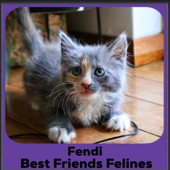 Fendi-2025