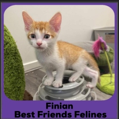 Finian-2026