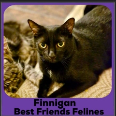 Finnigan-2026b