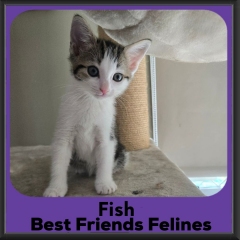 Fish-2026