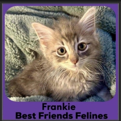 Frankie-2026