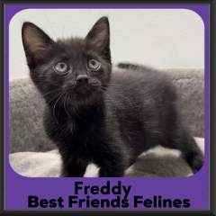 Freddy-2026