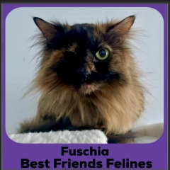 Fuschia-2025