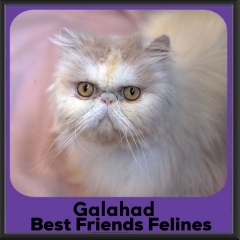 Galahad-2026